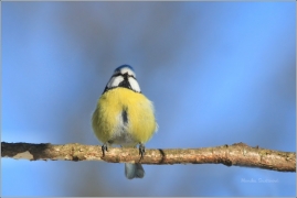 <p>SÝKORA MODŘINKA (Cyanistes caeruleus) /Eurasian blue tit - Blaumeise/</p>